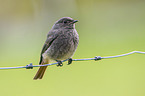 black redstart