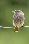 black redstart