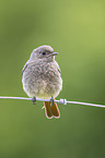 black redstart