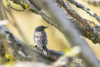 black redstart