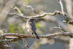 black redstart