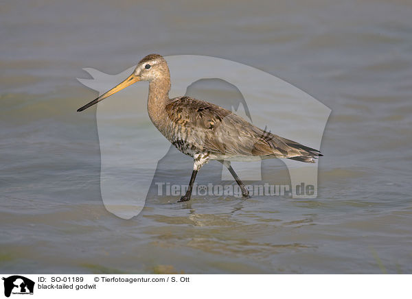 Uferschnepfe / black-tailed godwit / SO-01189