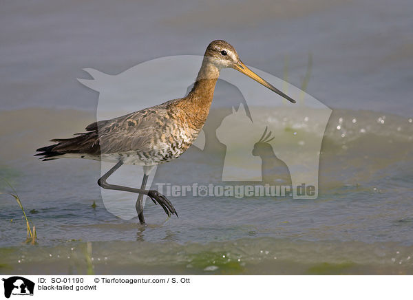 Uferschnepfe / black-tailed godwit / SO-01190