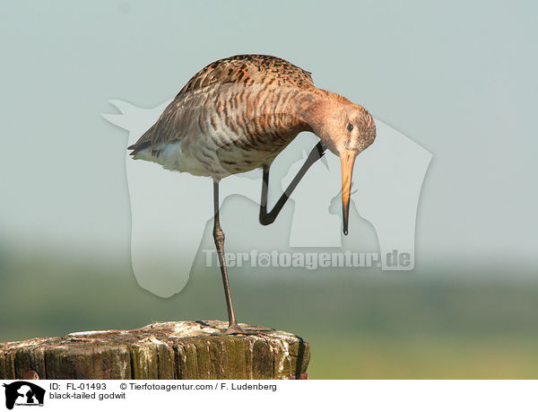 black-tailed godwit / FL-01493