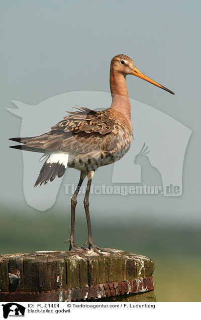 Uferschnepfe / black-tailed godwit / FL-01494