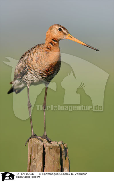 Uferschnepfe / black-tailed godwit / DV-02037