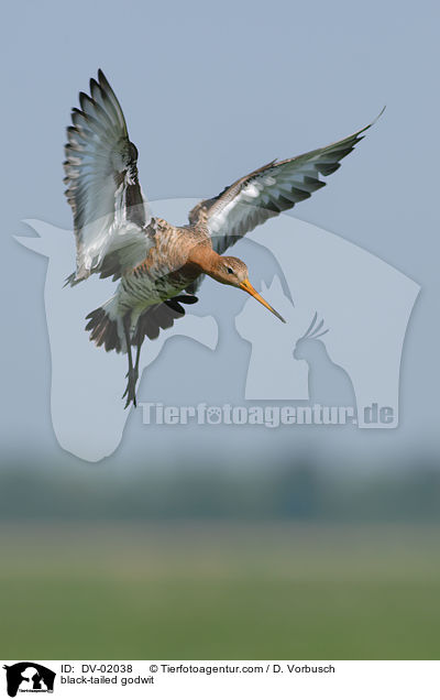 Uferschnepfe / black-tailed godwit / DV-02038