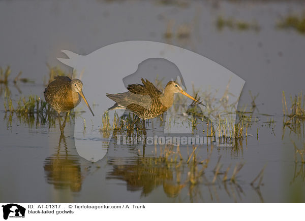 Uferschnepfen / black-tailed godwits / AT-01317