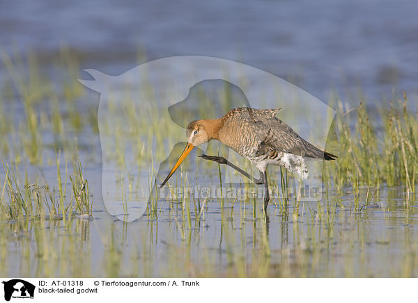 Uferschnepfe / black-tailed godwit / AT-01318
