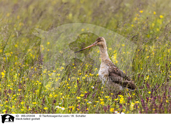 Uferschnepfe / black-tailed godwit / WS-05408