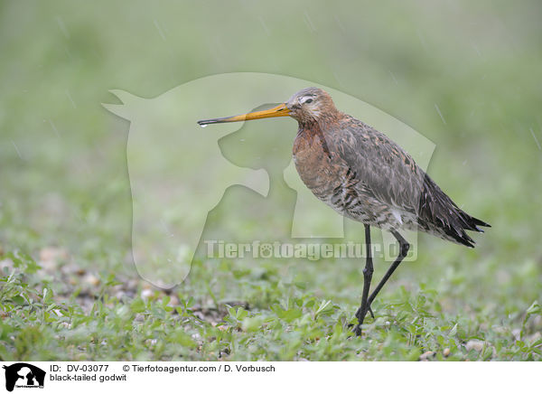 Uferschnepfe / black-tailed godwit / DV-03077