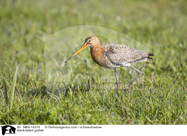 Uferschnepfe / black-tailed godwit / MBS-14310