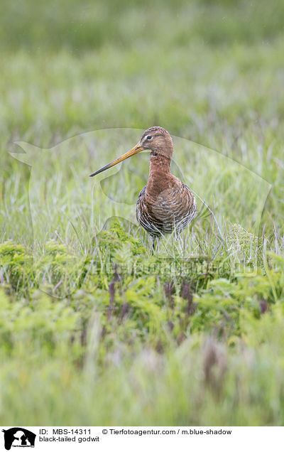Uferschnepfe / black-tailed godwit / MBS-14311