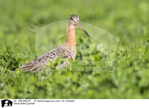 Uferschnepfe / black-tailed godwit / WS-08270