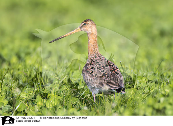 Uferschnepfe / black-tailed godwit / WS-08271