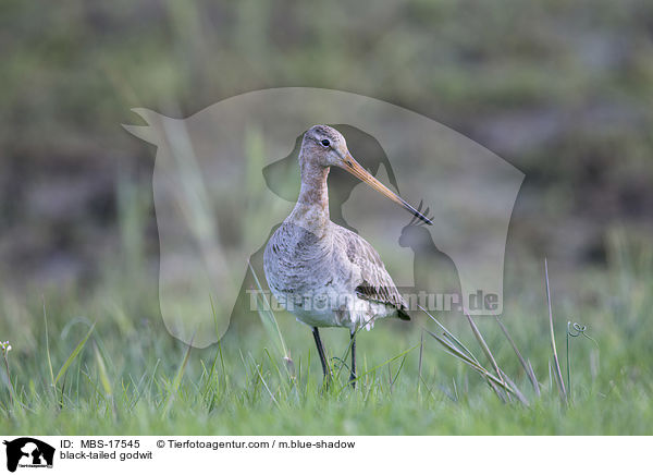 Uferschnepfe / black-tailed godwit / MBS-17545