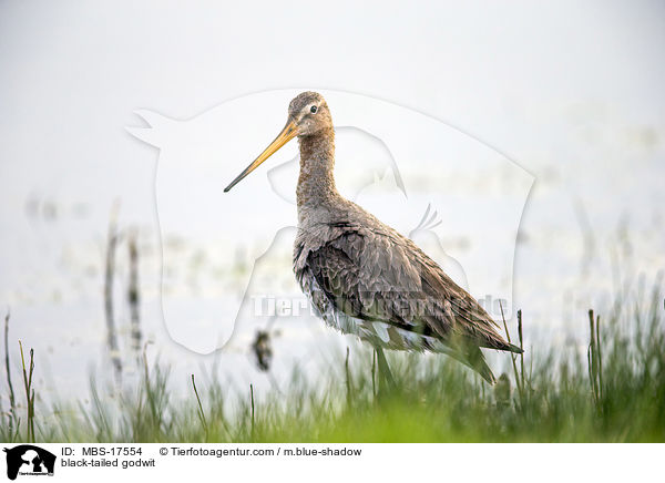 Uferschnepfe / black-tailed godwit / MBS-17554