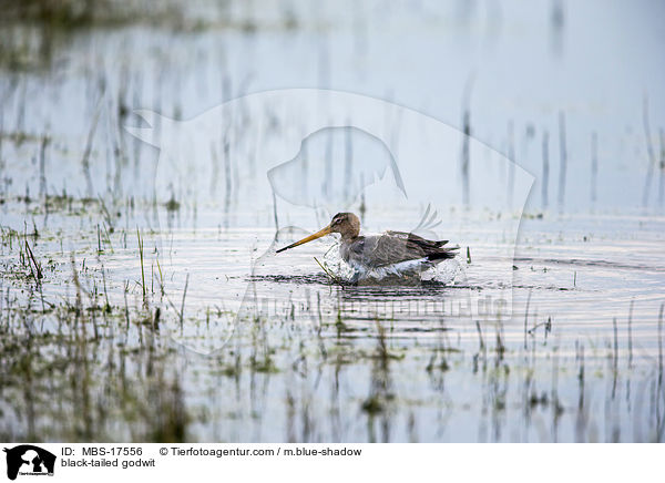 Uferschnepfe / black-tailed godwit / MBS-17556