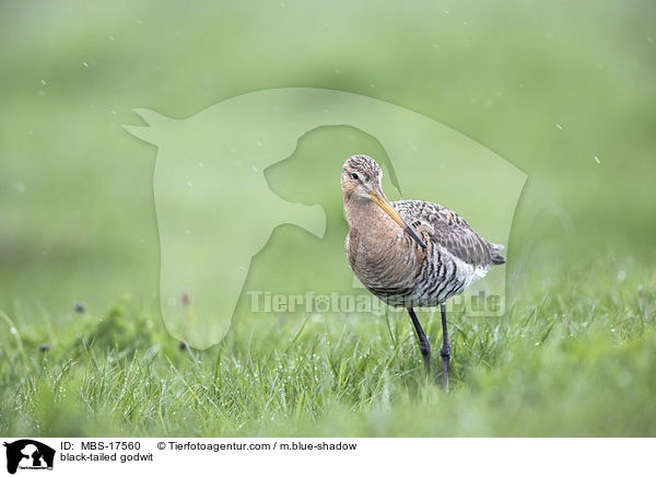 Uferschnepfe / black-tailed godwit / MBS-17560