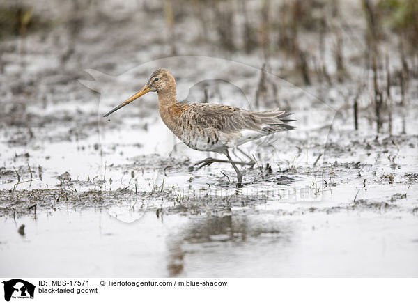 black-tailed godwit / MBS-17571