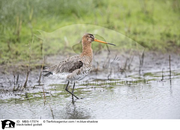 black-tailed godwit / MBS-17574