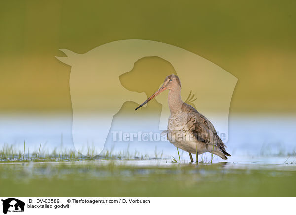 Uferschnepfe / black-tailed godwit / DV-03589
