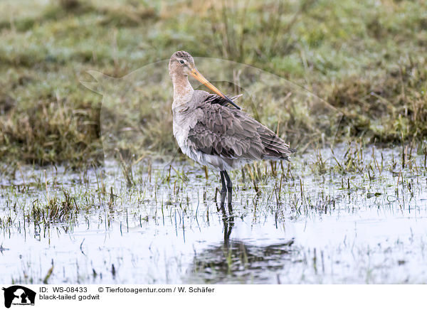 black-tailed godwit / WS-08433
