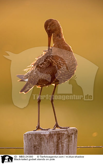 ferschnepfe steht auf Pfahl / Black-tailed godwit stands on pole / MBS-24380