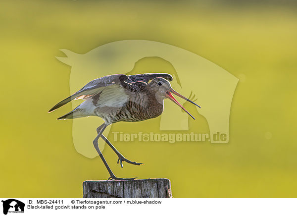 Black-tailed godwit stands on pole / MBS-24411