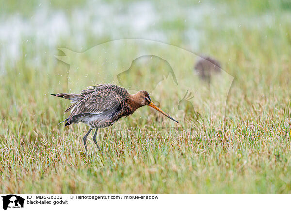 Uferschnepfe / black-tailed godwit / MBS-26332