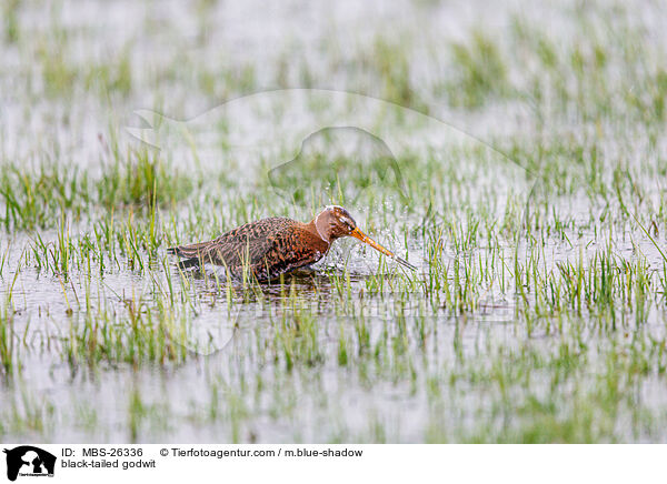 Uferschnepfe / black-tailed godwit / MBS-26336