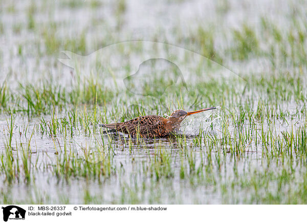 Uferschnepfe / black-tailed godwit / MBS-26337