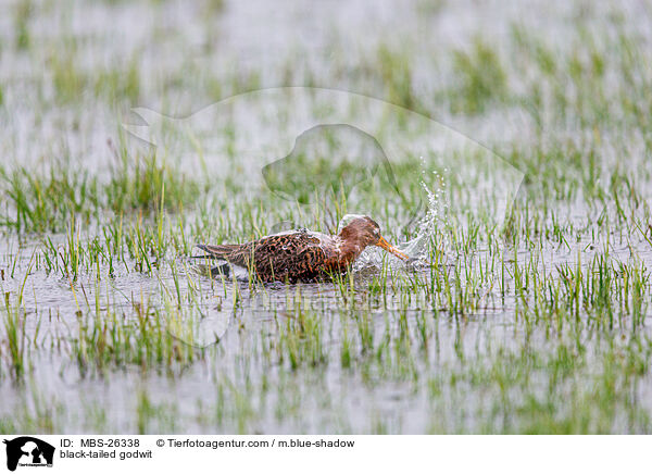 Uferschnepfe / black-tailed godwit / MBS-26338