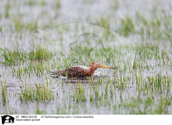 Uferschnepfe / black-tailed godwit / MBS-26339