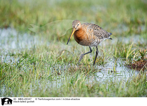 Uferschnepfe / black-tailed godwit / MBS-26347