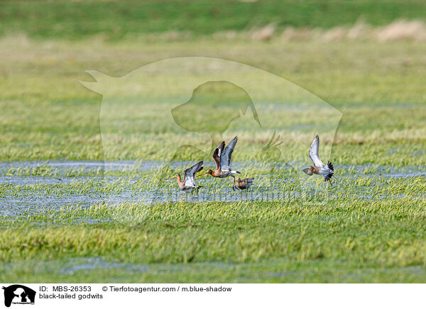 Uferschnepfen / black-tailed godwits / MBS-26353
