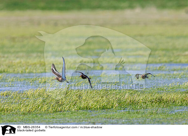 Uferschnepfen / black-tailed godwits / MBS-26354