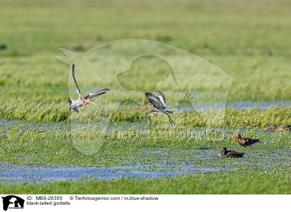 Uferschnepfen / black-tailed godwits / MBS-26355