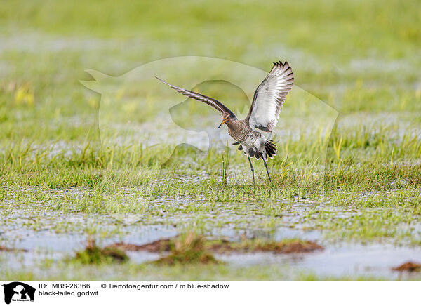 Uferschnepfe / black-tailed godwit / MBS-26366