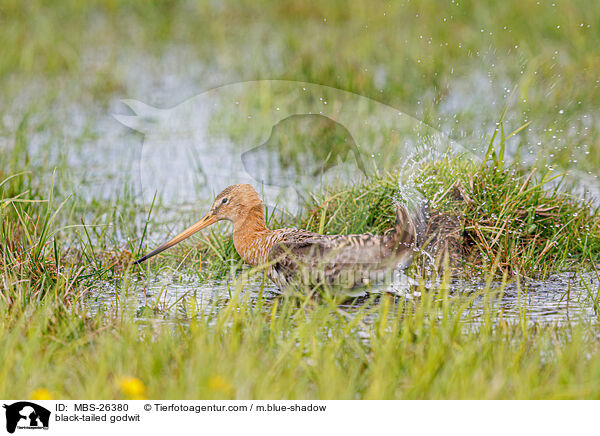 Uferschnepfe / black-tailed godwit / MBS-26380