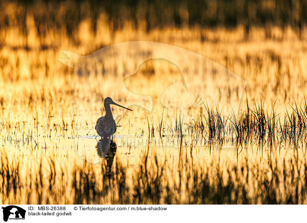 Uferschnepfe / black-tailed godwit / MBS-26388