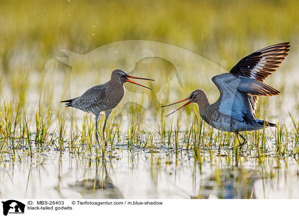 Uferschnepfen / black-tailed godwits / MBS-26403