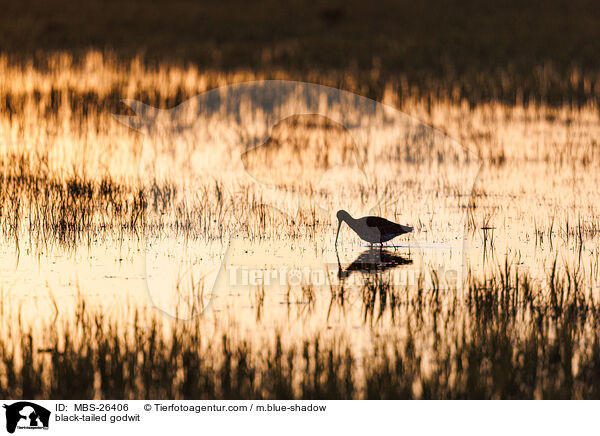 Uferschnepfe / black-tailed godwit / MBS-26406
