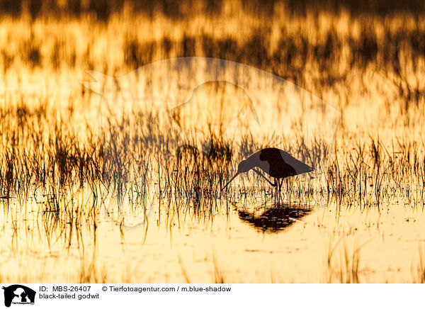 Uferschnepfe / black-tailed godwit / MBS-26407