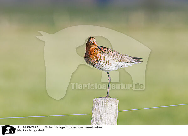 Uferschnepfe / black-tailed godwit / MBS-26416