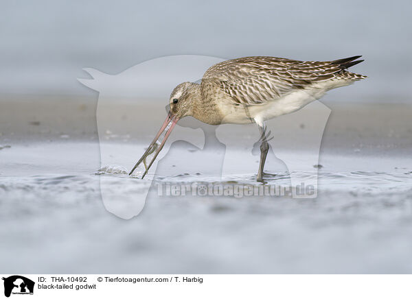 Uferschnepfe / black-tailed godwit / THA-10492