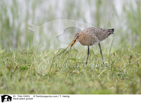 Uferschnepfe / black-tailed godwit / THA-10653