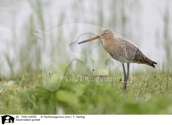 Uferschnepfe / black-tailed godwit / THA-10659
