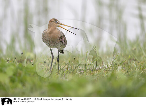 Uferschnepfe / black-tailed godwit / THA-10662