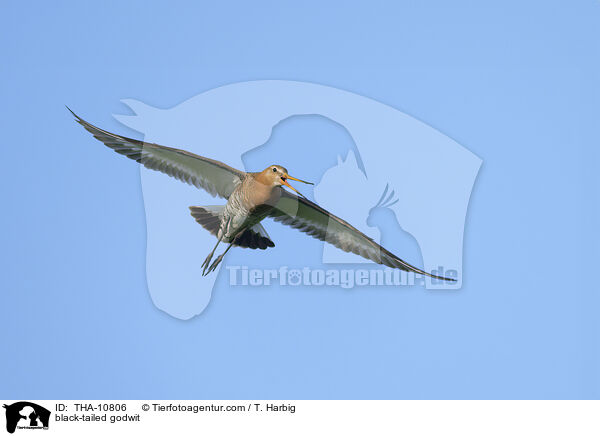 Uferschnepfe / black-tailed godwit / THA-10806